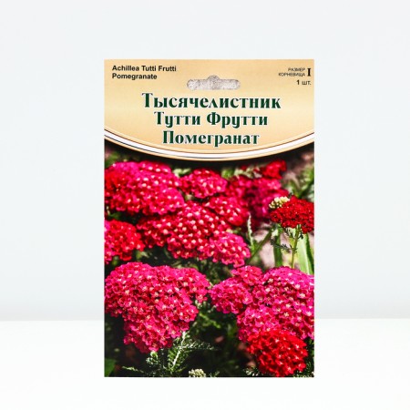 Yarrow "Tutti Frutti Pomegranate ® PBR", rr I, 1 pc, spring 2024