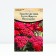 Yarrow "Tutti Frutti Pomegranate ® PBR", rr I, 1 pc, spring 2024