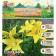 Lilia without pollen "Easy Sun", rr 12/14, 2 pcs, spring 2024