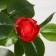 Artificial bush "Kustovaya rose" with a pot, 120 cm, mix