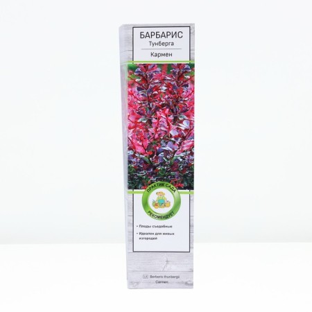 Barberry Tunberg "Carmen" 1 pc, tube, spring 2025
