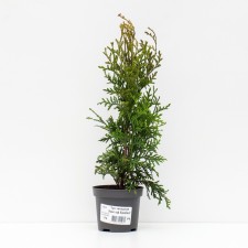 Thuja western 