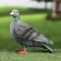 Garden figure "pigeon" 17x10x18cm