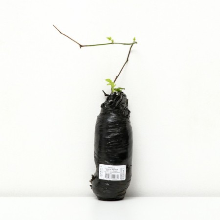 Black Black "Triple Krown" 1 pc, tube, spring 2025-1
