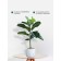 Ficus in a cement pot with a stand of MDF, 140 × 140 × 690 mm, green / white / beige color
