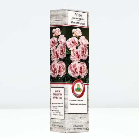 Seedling rose miniature "Pink Morsdag", tube, 1 pc, spring 2025-1