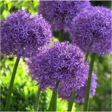 Decorative hear onions, 5/6 rr, 10 pcs, 90 h (cm), autumn 2024