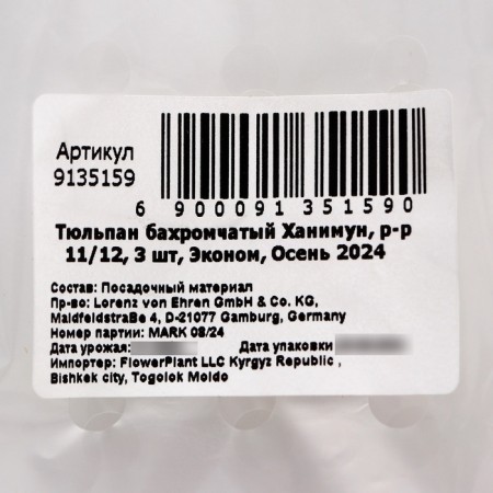 Tulip Bakhromic Hanimun, rr 11/12, 3 pcs, economy, autumn 2024-2