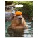 Gift Package "Capybara" 30 x 40 cm 50 μm