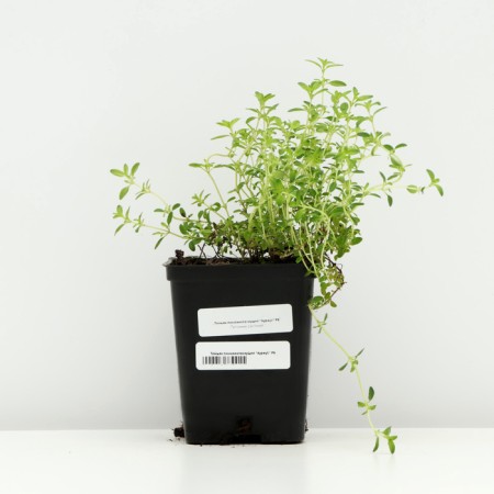 Timyan Lemon -Swimming "Aureus", P9 pot, 1 pc, spring 2024-2