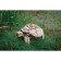 Wooden designer 3D EWA "Mechanical Turtle"