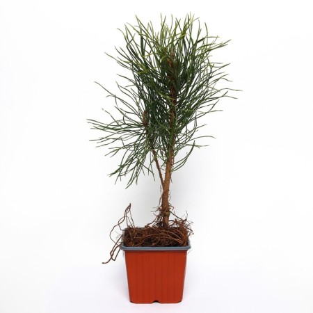 Mountain pine "UNCINATA", P9, 1pc, h 3-20 cm, spring 2024-1