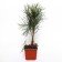 Mountain pine "UNCINATA", P9, 1pc, h 3-20 cm, spring 2024