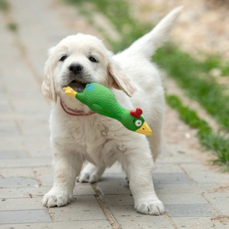 Fresh toy for dogs from latex "Rooster", 18 cm, green-6