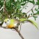 Decor on a bird wire, mix