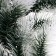 Decor "Branch of thick spruce"