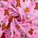 Flanel diaper, size 75x120 cm, color mix, 170 g/m2, cotton 100%