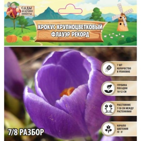 Crocus Large-flowered Flawer Record, rr 7/8, 7 pcs, autumn 2024