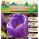 Crocus Large-flowered Flawer Record, rr 7/8, 7 pcs, autumn 2024