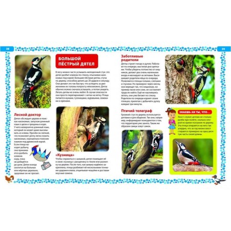 Big book about birds. Illustrated encyclopedia-9