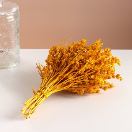Set of dried flowers "chandra", banch length 30 (+/- 6 cm), yellow-4