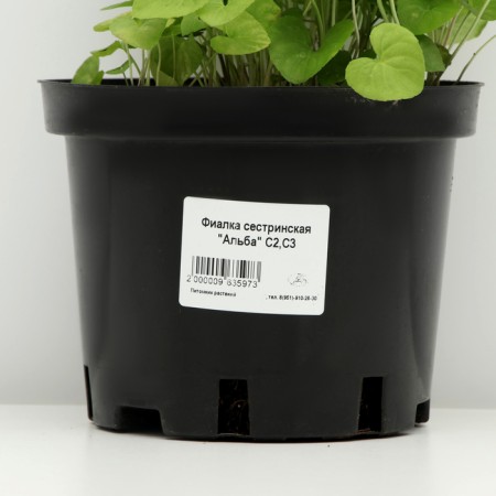 Violet Nursing "Alba", pot C2, 1 pc, spring 2024-3