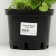 Violet Nursing "Alba", pot C2, 1 pc, spring 2024