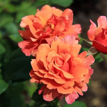 Seedling rose "IT IT", tube, spring 2025