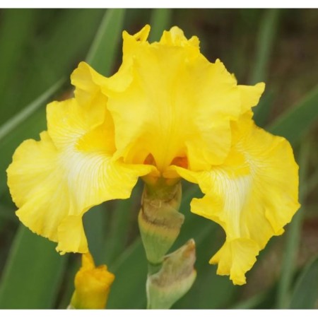 Iris bearded lemon pop, pot C2, 1 pc, summer 2024