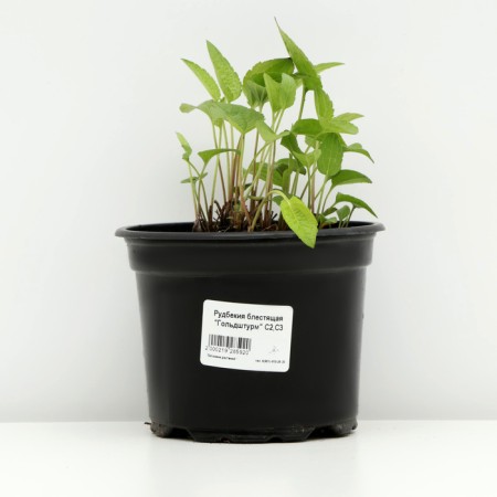 Rudbekia brilliant "Goldsturm", pot C2, 1 pc, spring 2024-2