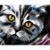 Diamond mosaic with full filling on the canvas "Cat", 15 x 21 cm