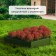 The flowerbed is galvanized "trapezoid", d = 60 cm, h = 15 cm, green Greengo