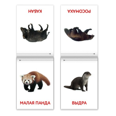 Books Set “Doman Cards. Animals of the continents ”, 6 pcs. 20 p.-4
