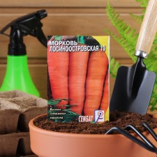 Carrots 