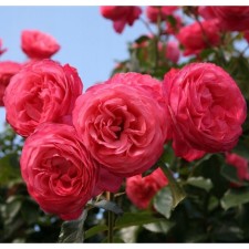 Seedling rose rosanna, climbing, pot 2 l., Summer 2024