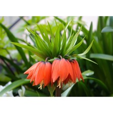 Ryabchik Imperial William Rex, 18/20 rr, 1 pc, 90-100 h (cm), autumn 2024