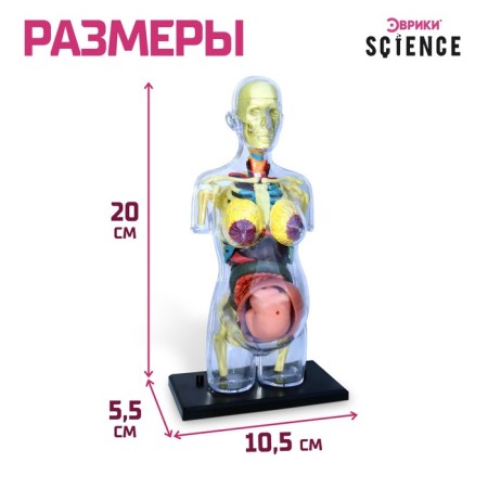 Set for experiments "Body structure", pregnant woman-2