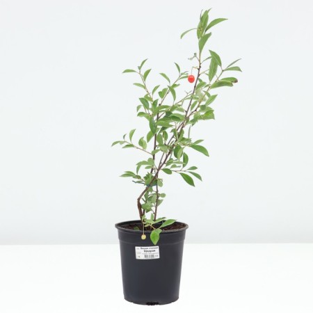 Stepnaya cherries generous, pot s3, 1 pc, summer 2024-2