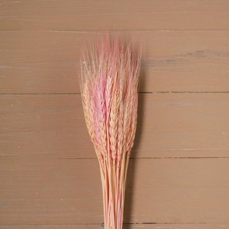 Dry Colossus of wheat, set 50 pcs., Pink color-2