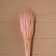Dry Colossus of wheat, set 50 pcs., Pink color