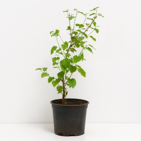 White mulberry, C3 pot, H20-40 height, 1 pc, summer 2024-1