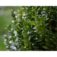 Sanswit evergreen, C2 pot, 1 pc, summer 2024