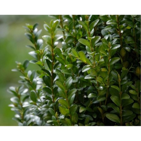 Sanswit evergreen, C2 pot, 1 pc, summer 2024