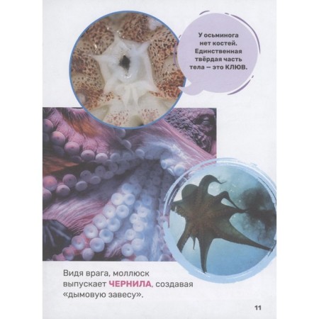 The first encyclopedia of the baby "Underwater World"-6