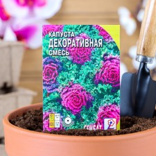 Flowers of flowers are decorative cabbage, mixture, 40 pcs