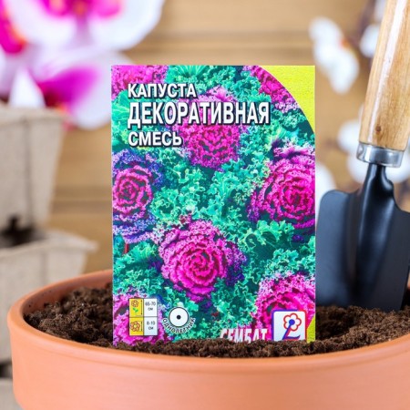 Flowers of flowers are decorative cabbage, mixture, 40 pcs