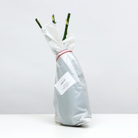 Channel Rosa seedling, 1 pc, spring 2024-2