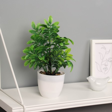Bonsai in the pot "Auakuba premium" 20x9 cm,