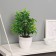 Bonsai in the pot "Auakuba premium" 20x9 cm,