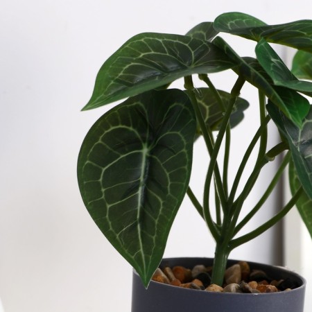 Bonsai in the pot "Alocasia Galant" 7.5x15 cm-1